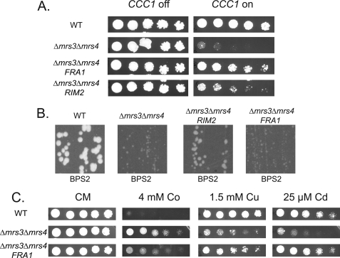 FIGURE 3.