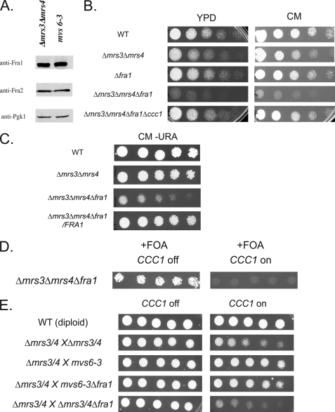 FIGURE 4.