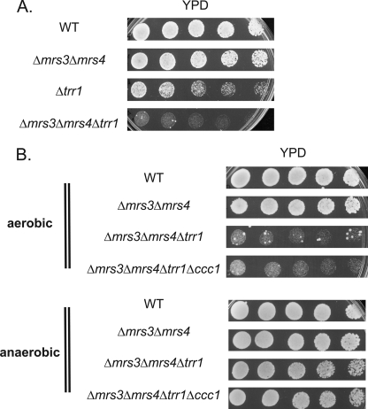 FIGURE 10.