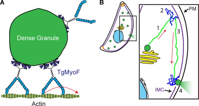 FIGURE 6: