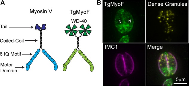 FIGURE 4: