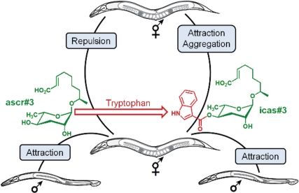 The non-indole ascaroside ascr#3 (a small molecule lacking the compound indole, in green) attracts males but repulses hermaphrodites. Adding the tryptophan-derived indole carboxy moiety (red) to ascr#3 produces icas#3, a potent hermaphrodite attractant.