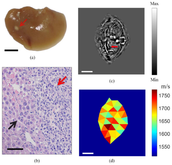 Fig. 6