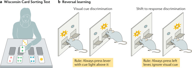 Box 1 Experimental paradigms used to assess cognitive and behavioural flexibility in humans and animals