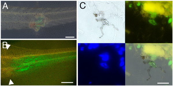 Figure 7