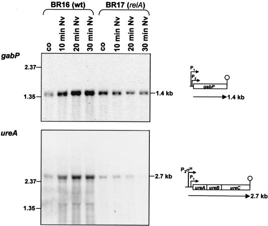 FIG. 8.