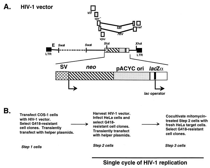 FIG. 1