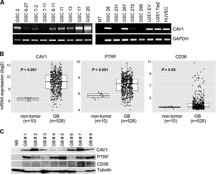 FIG 1