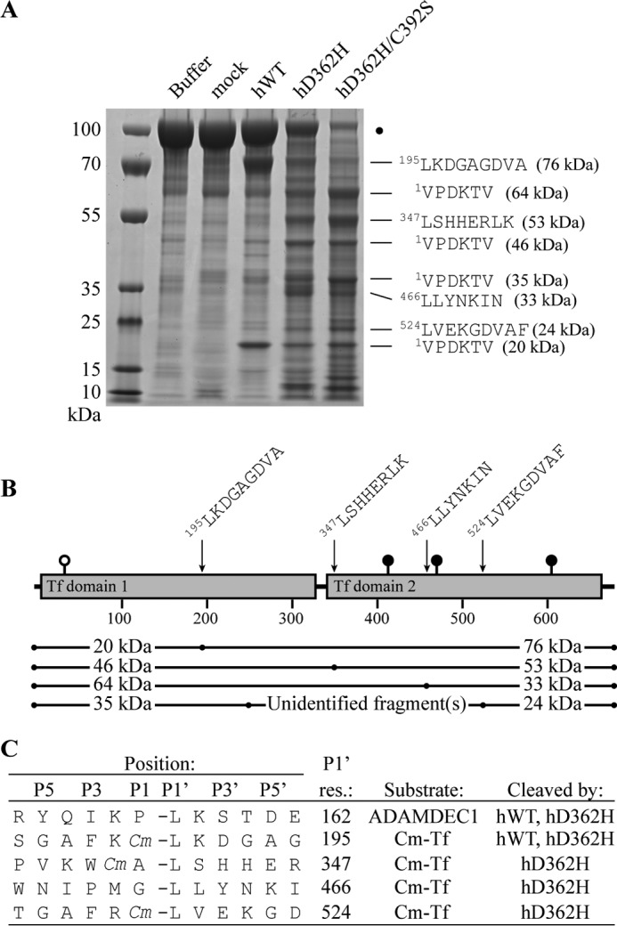 FIGURE 4.