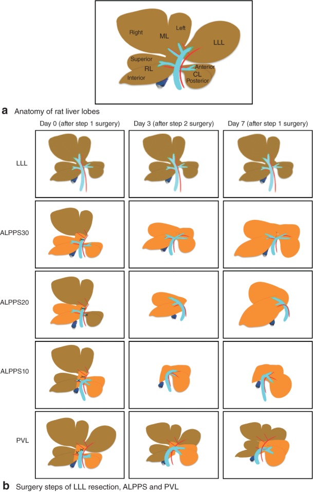 BJS5-18-FIG-0001-c