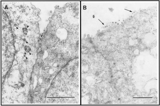 FIG. 10.