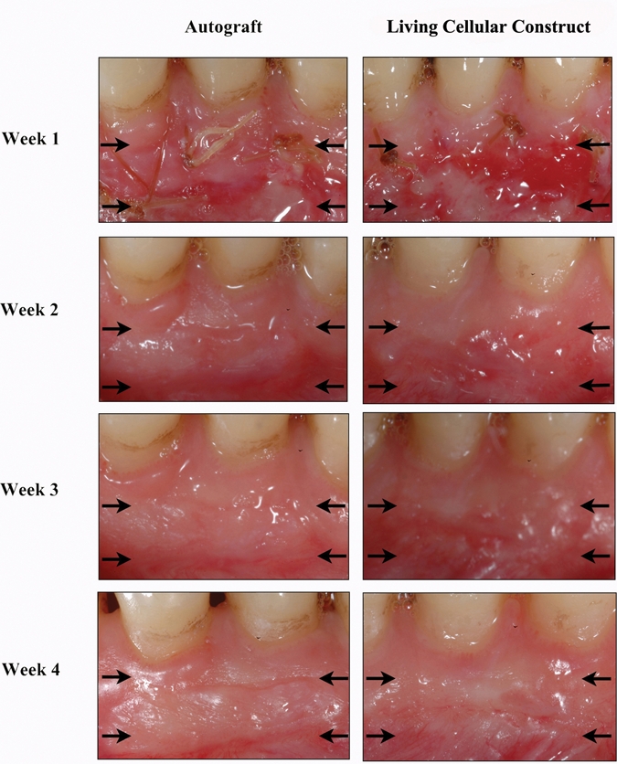 Figure 2.