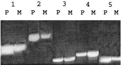 FIG. 5