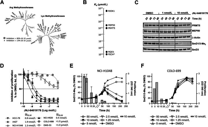 Figure 2. JNJ-64619178 is a selective, time-dependent, and potent inhibitor of PRMT5 in cells and JNJ-64619178-mediated inhibition of symmetric arginine dimethylation of SmD1/3 proteins (SmD1/3-Me2) is a marker of target engagement, but not cancer cell sensitivity. A, Phylogenic trees depicting percentage (%) inhibition of recombinant human SAM arginine (Arg) and lysine (Lys) methyltransferases by JNJ-64619178 in vitro. Small gray circles indicate enzymes with <15% inhibition at 10 μmol/L JNJ-64619178, whereas the enlarged circle marks enzyme (in this case only PRMT5/MEP50 complex) with >80% inhibition at 10 μmol/L JNJ-64619178. B, Affinity (Kd value) of JNJ-64619178 binding to cellular proteins determined by competitive pull-down quantitative chemical proteomics. Extrapolated Kd value was assigned to FECH, marked with an asterix (*) due to partial competitive binding with JNJ-64619178. C, Cellular inhibition kinetics of Sym-Arg dimethylation of SmD1/3 proteins (SmD1/3-Me2) in NCI-H1048 cells at various time points following continued exposure of 0 (DMSO), 1 or 10 nmol/L of JNJ-64619178. D, Inhibition of human lung cancer cell line proliferation as measured by MTT after 6-day continuous treatment with JNJ-64619178 at multiple concentrations. GI50 values are listed on graph. GI50 values for COLO-699 and DMS-53 were set as the highest compound concentration tested (1.0 μmol/L), as 50% inhibition was not reached under the conditions tested. Error bars represent standard deviation (SD) from the mean. Exponentially growing (E) NCI-H1048 and (F) COLO-699 cancer cells were treated with DMSO or JNJ-64619178. Line graphs depict inhibition of cell proliferation (MTT assay, OD540) at several JNJ-64619178 concentrations. Hatched bars depict symmetric arginine dimethylation of SmD1/3 (SmD1/3-Me2, 10 nmol/L JNJ-64619178) monitored by immunoblotting. Quantification was normalized to β-actin. Error bars represent mean ± standard deviation (SD).