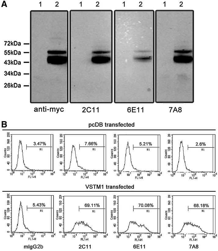 FIG. 2.