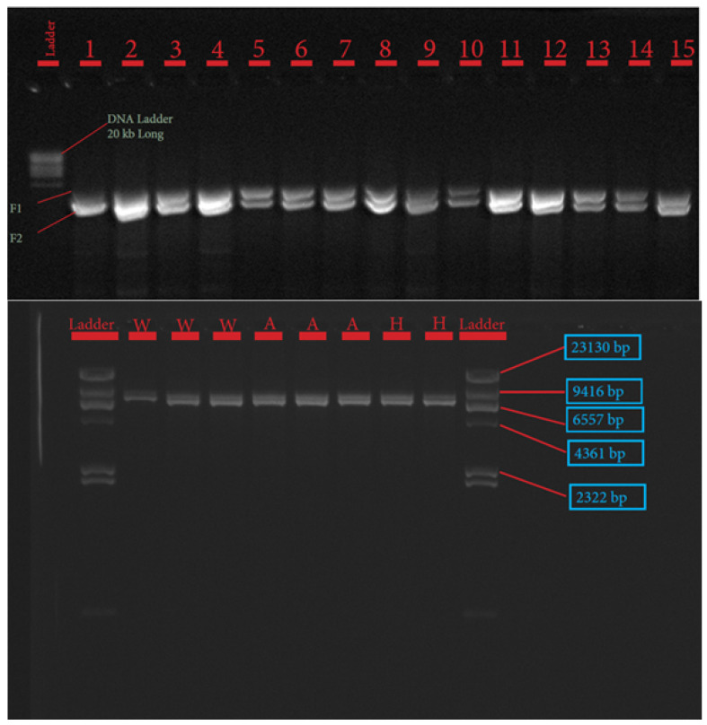 Figure 2