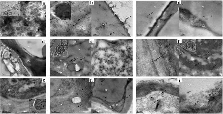 Fig. 5