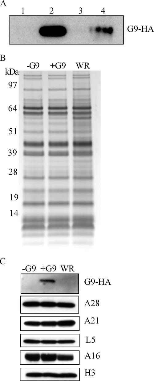 FIG. 5.