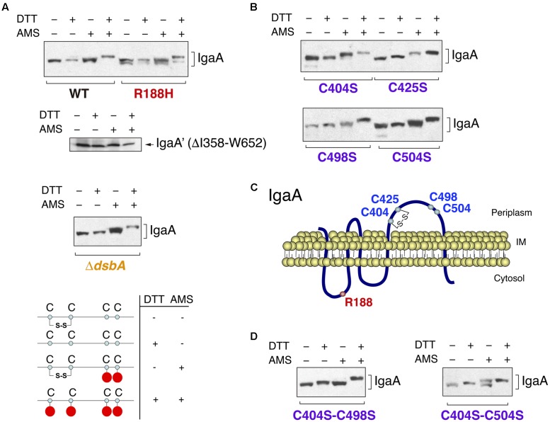 FIGURE 4