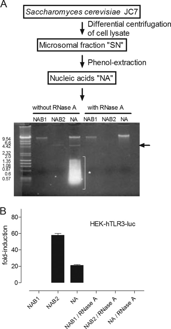 FIG 1