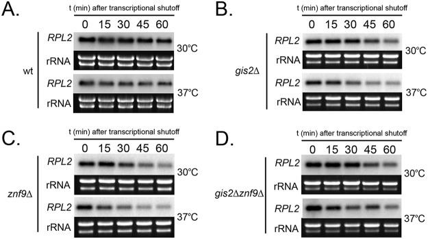 FIG 6 