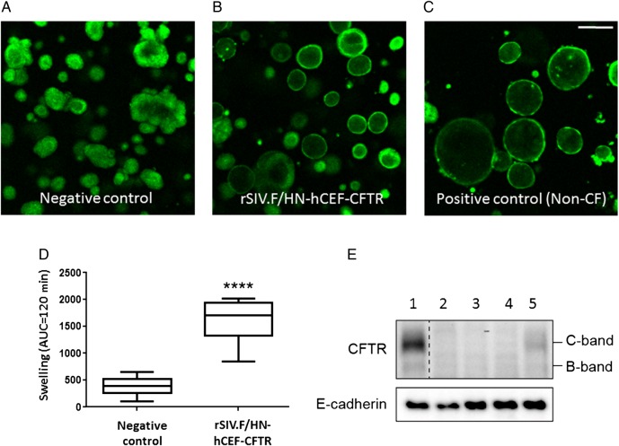 Figure 7