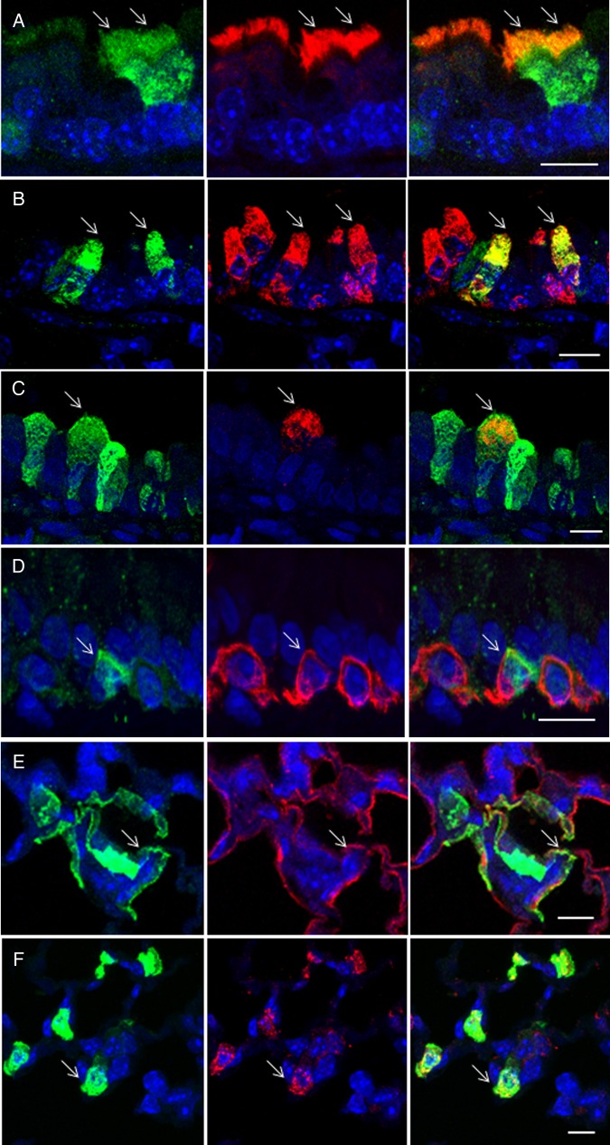 Figure 3