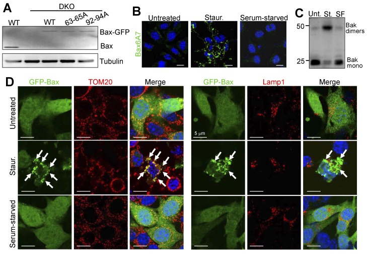 Figure 2—figure supplement 1.