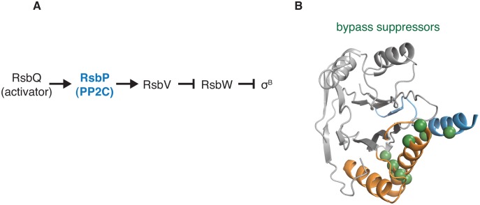 Figure 5—figure supplement 1.