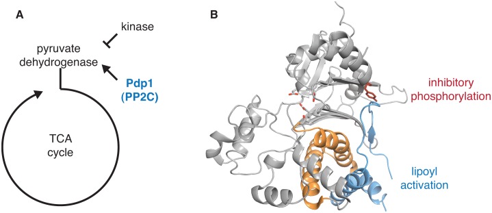 Figure 5—figure supplement 2.