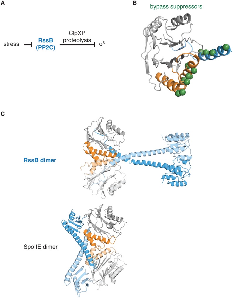 Figure 5—figure supplement 5.