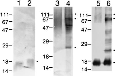 FIG. 8