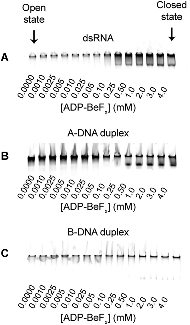 Figure 5—figure supplement 2.