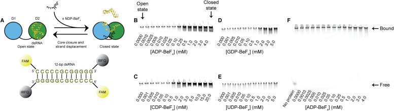 Figure 2—figure supplement 1.