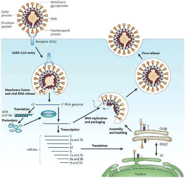 FIGURE 3