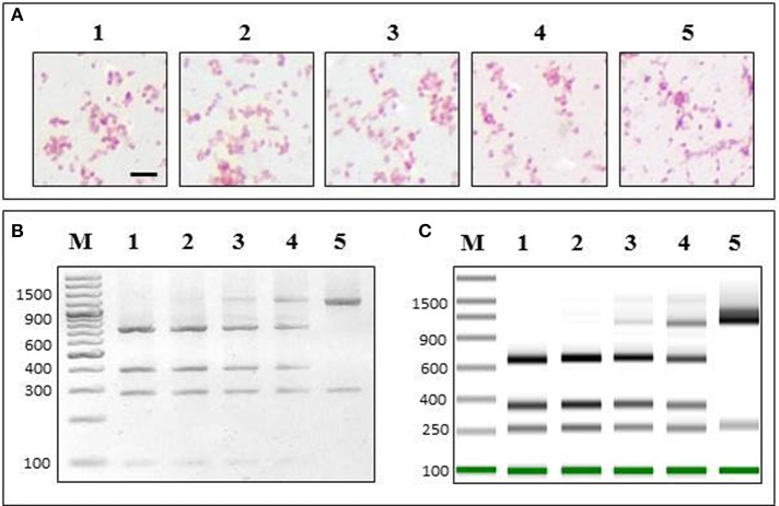 Figure 4