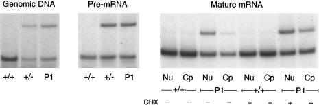 Figure  6