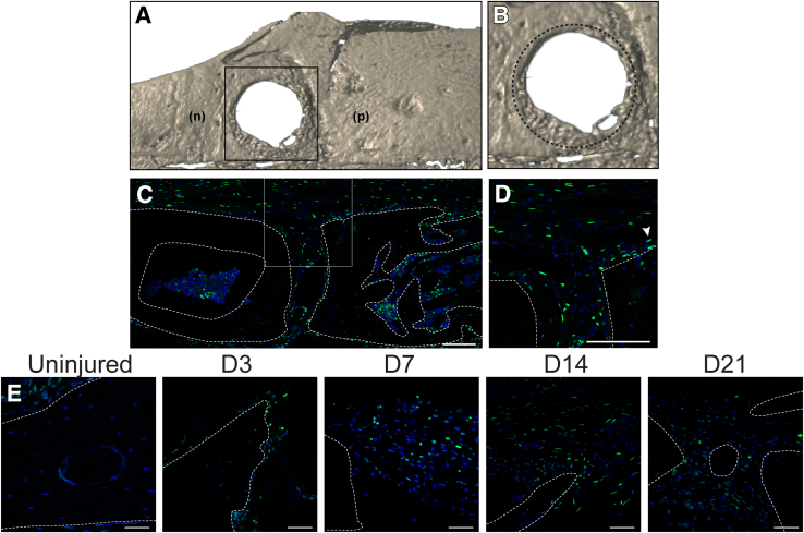 Figure 4