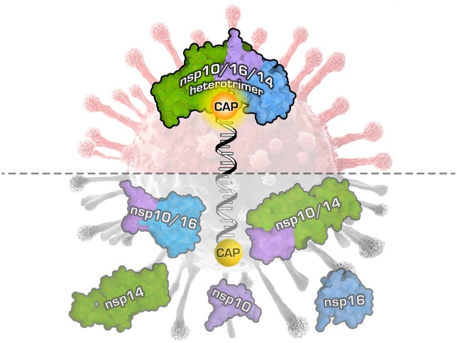 Graphical Abstract