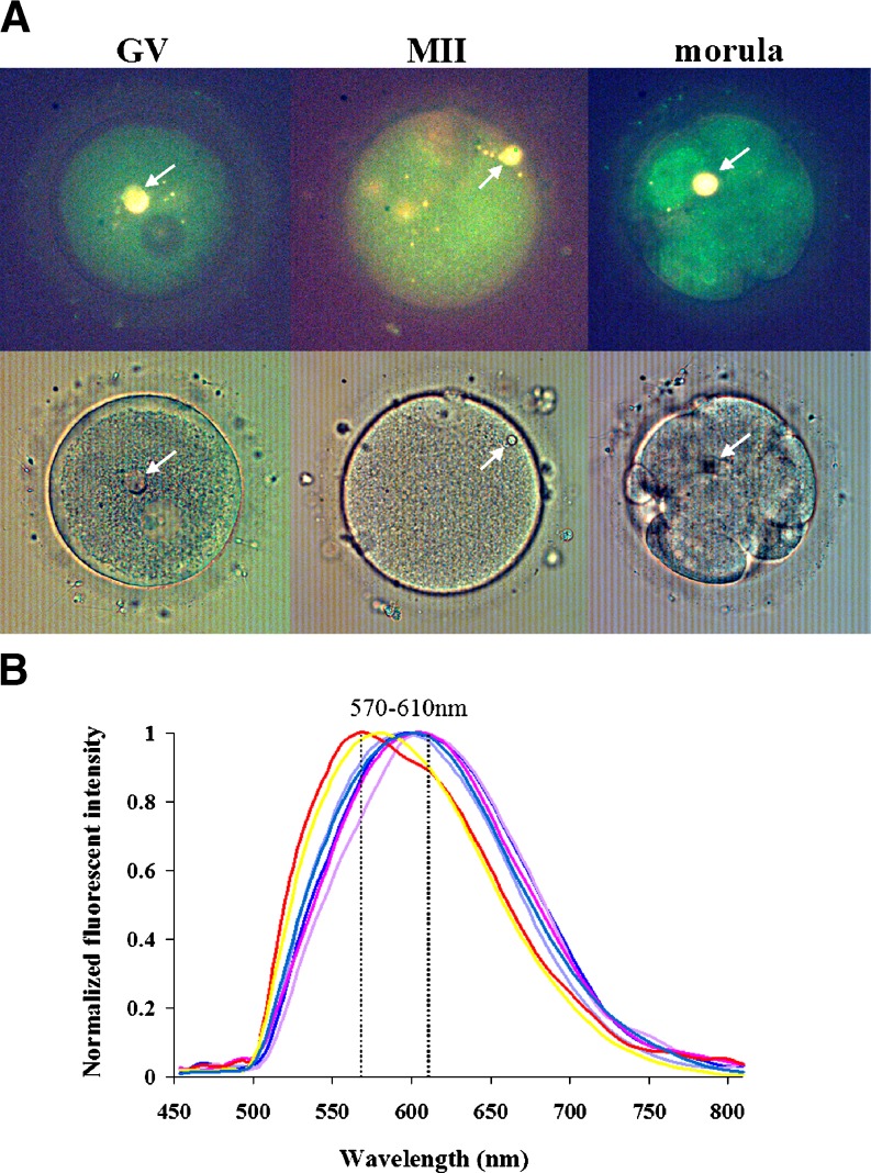 Fig. 4