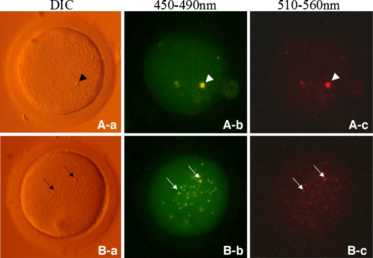 Fig. 1