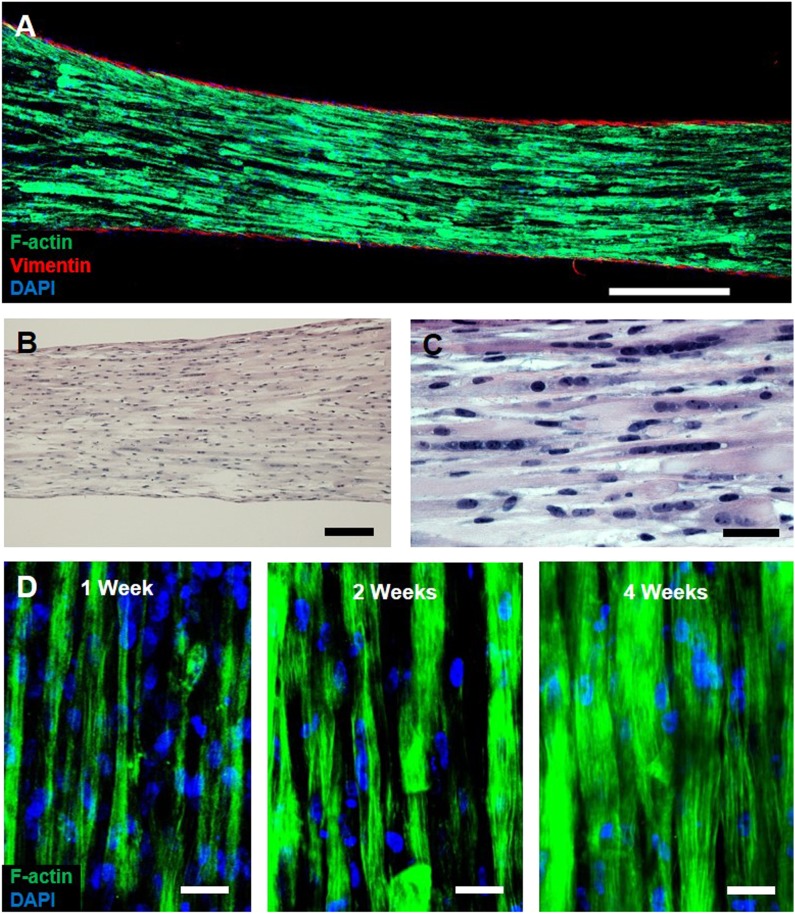 Figure 1—figure supplement 3.