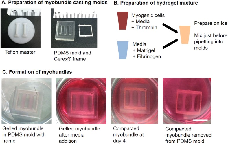 Figure 1—figure supplement 2.