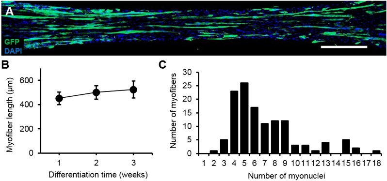 Figure 1—figure supplement 4.