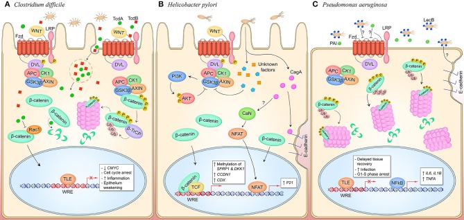 Figure 6