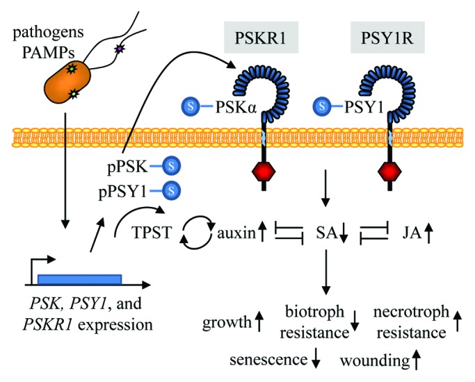 Figure 3. 