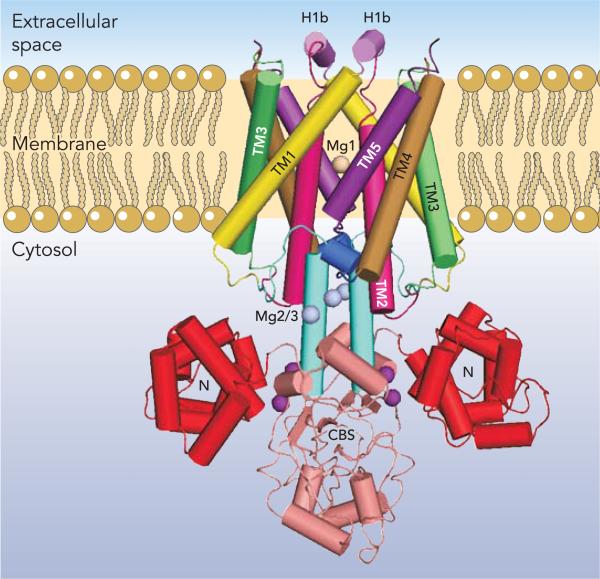 FIGURE 5