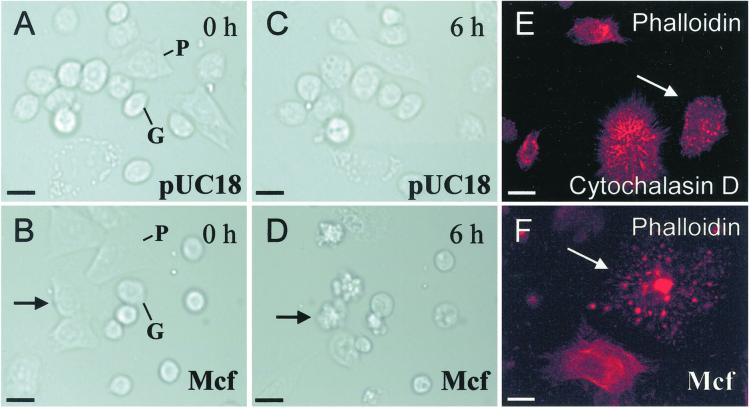 Fig 4.