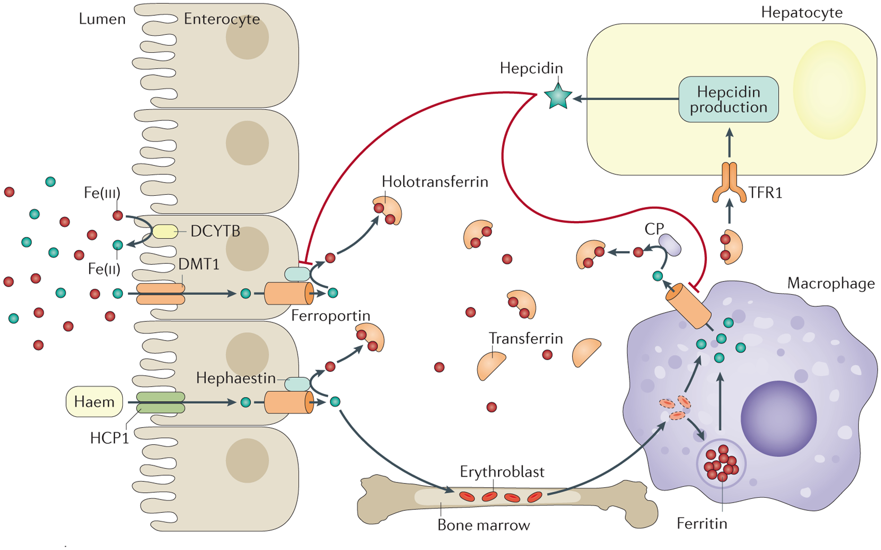 Figure 2 |