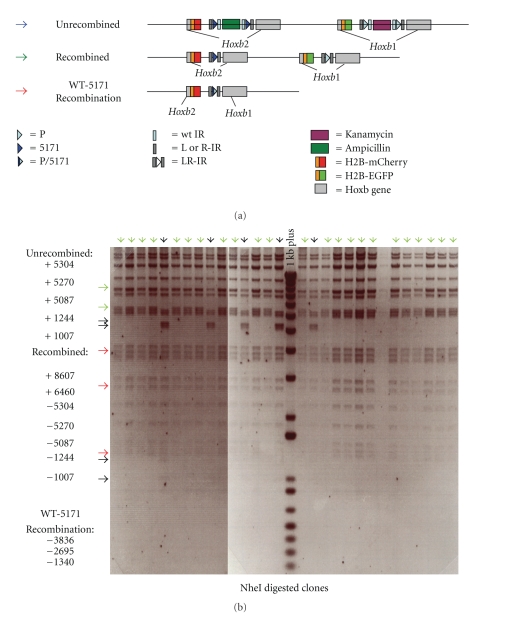 Figure 6